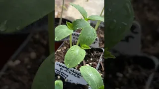 DOLLAR TREE SEED UPDATE (Varieties Listed In Description) | May 21, 2023 | Connecticut Garden