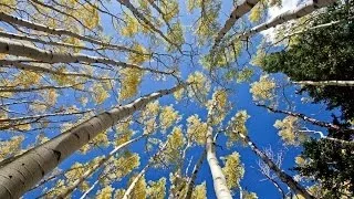 1 Hour in a Healing Aspen Forest w/ Nature Sounds 1080p Pure Relaxation Video