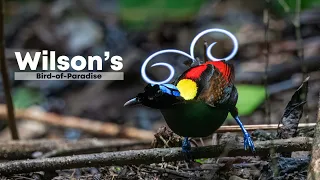 Wilson's Bird-of-Paradise in Waigeo Rainforests | Raja Ampat #wilsonsbirdofparadise #birdsphotos