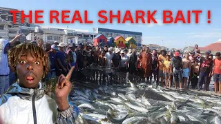 THE REAL REASON FOR SHARK ATTACKS | SURF VLOG #0002