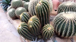 Our INCREDIBLE visit to Helmut Matk Cactus Nursery in Berlin, Germany