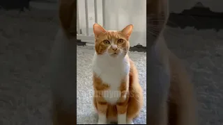 😂funny animal videos that i found for you #37😂