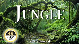 JUNGLE 4K - Animals, Plants, Waterfalls - Calming Music & Nature 4k Ultra HD Video