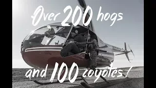 203 Hogs and 100 Coyotes Helicopter Hunt with Pork Choppers Aviation