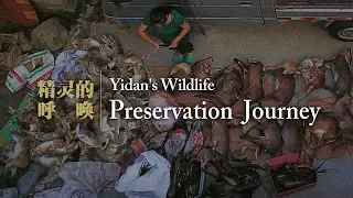 A woman's anti-poaching journey across China