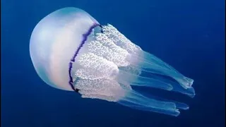 Facts: The Barrel Jellyfish