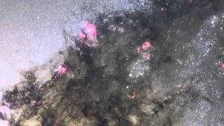 Hubble- Pan across Centaurus A. HD 1080p