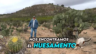 En Peligro de extinción, hay que protegerlas