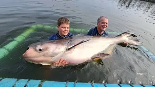 100KG Massive Mekong Catfish & Siamese Carp Fishing Thailand 2023- BKKGUY