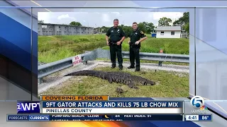 9-foot alligator attacks, kills 75-pound dog in Florida