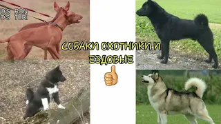 ЭТИ ОХОТНИЧЬИ И ЕЗДОВЫЕ СОБАКИ ЛУЧШЕ ВСЕХ В МИРЕ...