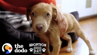Adorable Puppy Sisters Get Adopted by Woman And Her Best Friend | The Dodo Adoption Day