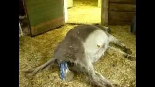 Donkey giving birth