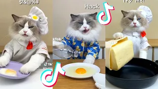 That Little Puff | Cats Make Food 😻 | Kitty God & Others | TikTok 2024 Pt.97