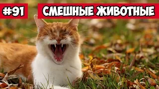 Смешные животные - как зевает кот | Bazuzu Video ТОП подборка 91, январь 2018