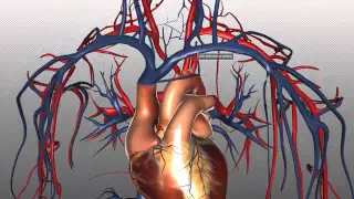 The Heart and Major Vessels - PART 2 - Anatomy Tutorial