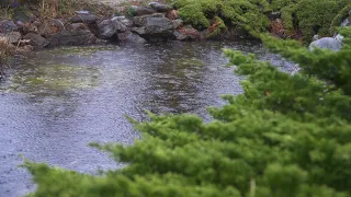 rain falls on a pond in a small but unpretentious, beautiful garden. Rain sound for relaxation ASMR