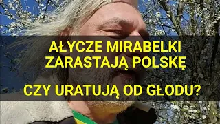 Ałycze popularnie zwane mirabelkami opanowują Polskę