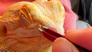 Woman experiences Bearded Dragon's grumpy side as she assists with nose shedding