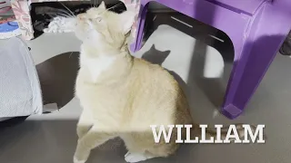 Tailwaggers: Meet William