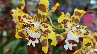 Шоу орхидей Бауцентра. Витрина первая, праздник красоты.