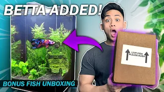 *RARE* Betta Fish ADDED | Marineland 5 Gallon Tank | UNBOXING 10 Fish | Koi Guppies | Fish Room Vlog