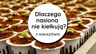 🤔Dlaczego nie kiełkuje? Zaprawianie kwasem acetylosalicylowym, przechowywanie🧺nasiona jak kiełkują?🌱