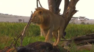 Sirikoi Lodge - Lewa, Northern Kenya