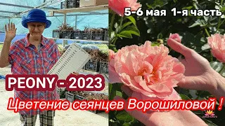 Сеянцы пионов Ворошиловой. Цветение 2023 года / Сад Ворошиловой