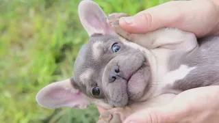 French Bulldogs: The Ultimate Cuddle Buddies!