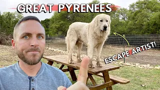 Our Great Pyrenees Keeps Jumping The Fence - 4 Things We Wish We Knew - Learn From Our Mistakes!