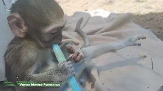 Baby monkeys scared to play, but there is always one