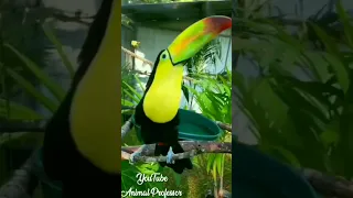 If you want to know about toucans and other animals, go directly to my YouTube #shorts #fish #toucan