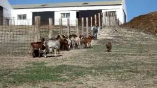 [Spanish Water Dog, Working Trial, Goat Herding - Perro de Agua Español Herding Competition]