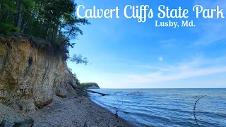 Calvert Cliffs State Park in Lusby, Maryland