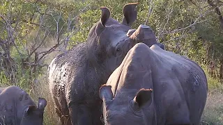 Mating Habits Of The Southern White Rhino
