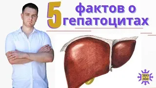 Гепатоциты I 5 интересных фактов о клетках печени