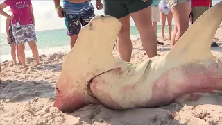 11-foot hammerhead shark washes up on South Florida beach