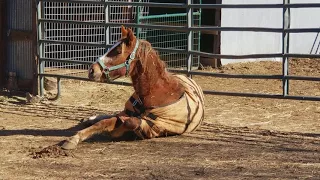 Horses saved from slaughter have first vet visit!