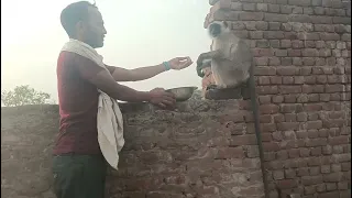 Bandar mama pahan pajama dawat khane//langur video//Monkey video