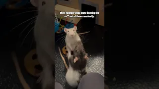 two elderly rats vs their younger cage mate