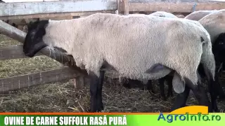 Ovine de carne Suffolk rasa pura