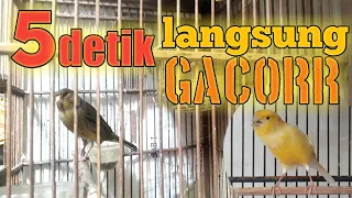 Kenari Macet Dengar Suara Ini Langsung Gacor || Pancingan Kenari Macet bunyi || Suara Kenari Betina.