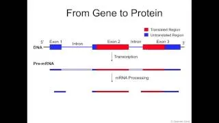 Central Dogma - DNA to protein