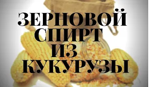 Сахар дорожает! Из чего гнать самогон? Делаю зерновой спирт! Кукуруза и кодзи достойно даже в бочку.