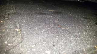 BMW E36 325i Discovering Newly Found Exhaust Leak