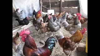 ON THE FARM Commercial Poultry Farming in Uganda Kuroiler Chicken Okulunda Enkoko KUKU