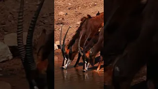 RARE SABLE SIGHTING! Kruger National Park, South Africa #shorts