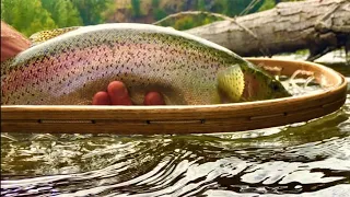 Coldwater Lake Fly Fishing for Wild Trout w/sounds of Nature & Wildlife #flyfishing #longformat