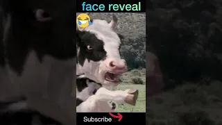 Funny Cow Fight Video